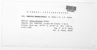 Media resource of Farysia nakanishikii